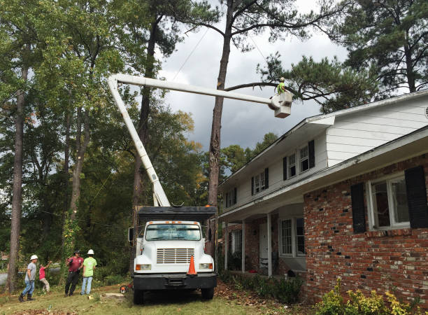 Best Tree Removal  in Crestview, FL