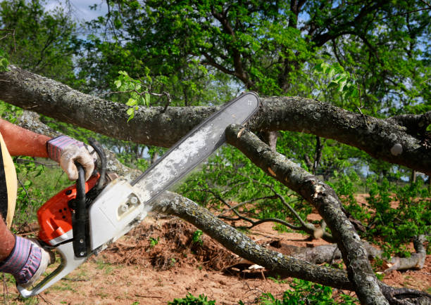 Crestview, FL Tree Services Company